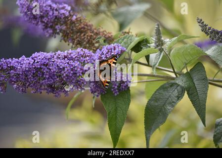 Vue du dessus d'un petit papillon d'écaille de tortue (aglais urticae) sur une fleur de Bouddleia violette, ailes ouvertes, tête face à droite de l'image, prise au Royaume-Uni Banque D'Images