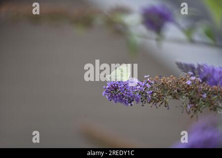 Grand papillon blanc (Pieris brassicae) dans le profil gauche, à l'extrémité des fleurs de Bouddleia pourpre venant de la droite de l'image, antennes avant, Royaume-Uni Banque D'Images