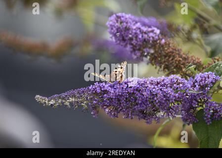 Image d'avant-plan centrale d'une dame papillon peinte (Vanessa cardui) sur des fleurs Purple Buddleia, face à la caméra avec des ailes ouvertes, prise au Royaume-Uni Banque D'Images