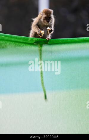 Un membre d'une troupe de macaques à longue queue est assis avec une main de riz sur la barrière de chantier de construction de logements publics Waterway Sunrise, à Singapour Banque D'Images