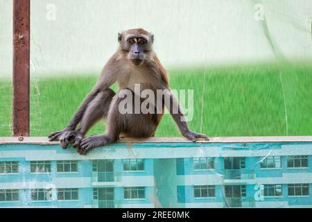 Un membre d'une troupe de macaques à longue queue est assis sur la barrière du chantier de construction de logements publics Waterway Sunrise, à Singapour Banque D'Images