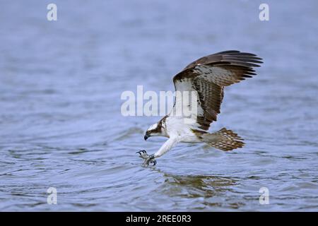 Balbuzard de l'Ouest (Pandion haliaetus) en vol, plongeant avec les pieds tendus vers l'avant et les griffes ouvertes pour attraper des poissons à la surface du lac à la fin de l'été Banque D'Images