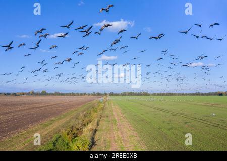 Troupeau migrant de grues communes / grues eurasiennes (Grus grus) survolant les terres agricoles pendant la migration en automne, Mecklenburg-Vorpommern, Allemagne Banque D'Images