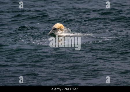 Le Gannet du Nord fait surface après avoir capturé un poisson du rivage à point of Ayre, île de Man Banque D'Images