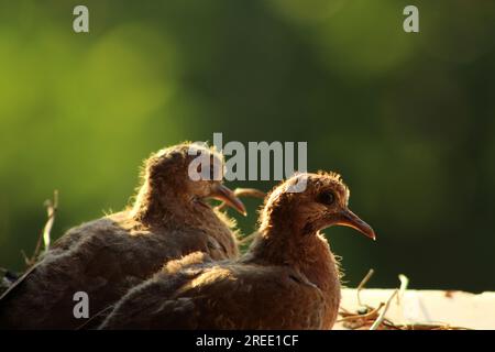 Deux colombes riantes (Spilopelia senegalensis) ourson dans le nid dans la fenêtre attendent l'alimentation de leur mère. Banque D'Images
