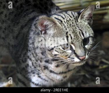 Chat de Geoffroy, Kleinfleckkatze, Salzkatze, Chat de Geoffroy, Leopardus geoffroyi, Geoffroy-macska, Zoo, Hongrie, Magyarország, Europe Banque D'Images