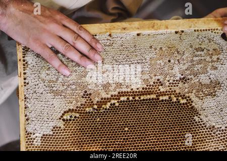 Nid d'abeille d'une ruche d'abeille remplie de miel doré dans une vue plein cadre. L'apiculteur tient une cellule de miel dans ses mains. Apiculture. Rucher. Banque D'Images