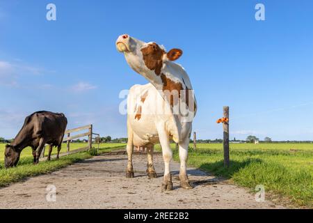 La vache laitière renifle la tête levée, les bovins laitiers rouges et blancs sur un chemin dans un champ, ciel bleu Banque D'Images