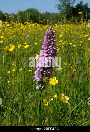 Orchidées Southern Marsh poussant parmi les buttercups sauvages sur les prairies dans le Shropshire, Royaume-Uni Banque D'Images