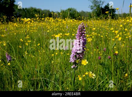 Orchidées Southern Marsh poussant parmi les buttercups sauvages sur les prairies dans le Shropshire, Royaume-Uni Banque D'Images