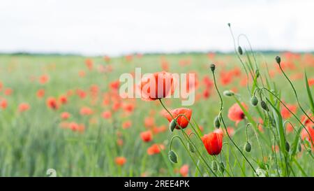 Gros plan des têtes de fleurs de pavot rouge, des bourgeons et des capsules dans le champ d'orge vert. Papaver rhoeas. De belles fleurs de maïs sauvage se sont levées dans un champ de maïs printanier. Banque D'Images