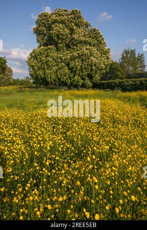 Buttercups jaunes poussant dans un pré de fleurs sauvages avec des arbres et un ciel bleu, Newbury, Berkshire, Angleterre, Royaume-Uni, Europe Banque D'Images