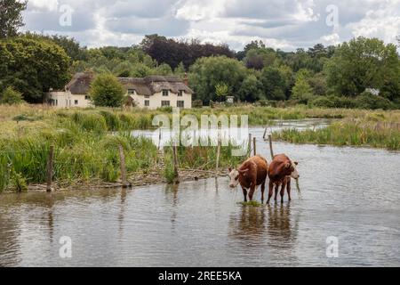 Vaches debout dans la rivière Test et mangeant des mauvaises herbes sur Chilbolton Cow Common, Chilbolton, Test Valley, Hampshire, Angleterre, Royaume-Uni, Europe Banque D'Images