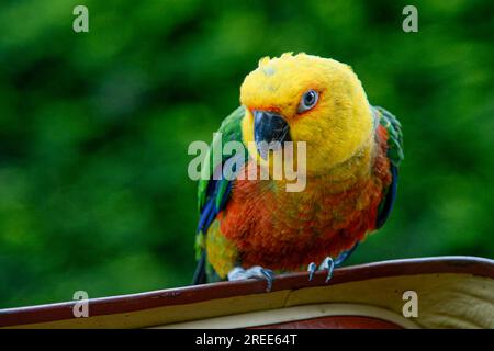 Perroquet aux plumes de couleurs vives repose sur un morceau de bois. Banque D'Images