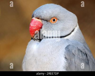 Perruche à anneaux roses, Halsbandsittich, Perruche à collier, Psittacula krameri, kis sándorpapagáj, Zoo, Hongrie, Magyarország, Europe Banque D'Images