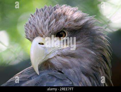 Aigle à queue blanche, aigle de mer eurasien, Seeadler, Pygargue à queue blanche, Haliaeeetus albicilla, rétisas, Zoo, Hongrie, Magyarország, Europe Banque D'Images