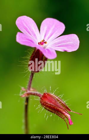 Herb-Robert (Geranium robertianum), gros plan d'une seule fleur rose de la plante des bois, isolé sur un fond vert Uni. Banque D'Images