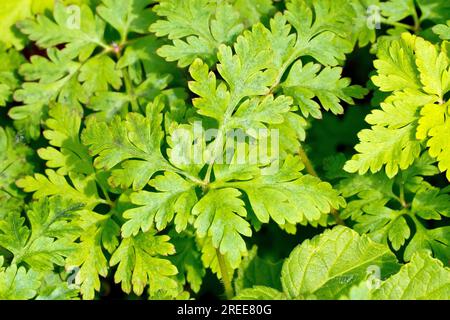 Herb-Robert (Geranium robertianum), gros plan sur une seule feuille de la plupart des plantes forestières communes. Banque D'Images