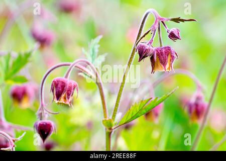 Evens d'eau (geum rivale), gros plan montrant les fleurs tombantes familières de la plante commune des endroits boisés humides. Banque D'Images