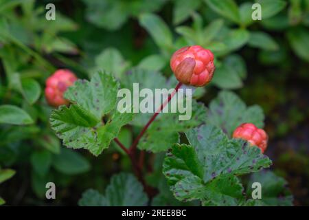 La mûre cloudberry (Horton en suédois), une baie que l'on ne trouve que dans les climats subarctiques car elle pousse uniquement dans les terres de marais moussues et saturées d'eau Banque D'Images