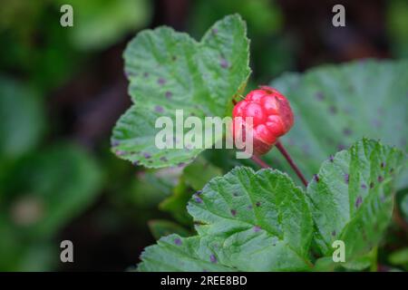 La mûre cloudberry (Horton en suédois), une baie que l'on ne trouve que dans les climats subarctiques car elle pousse uniquement dans les terres de marais moussues et saturées d'eau Banque D'Images