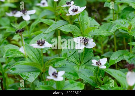 De minuscules fleurs blanches et feuilles vert vif créent des motifs fantaisistes dans les forêts subarctiques de Suède Banque D'Images