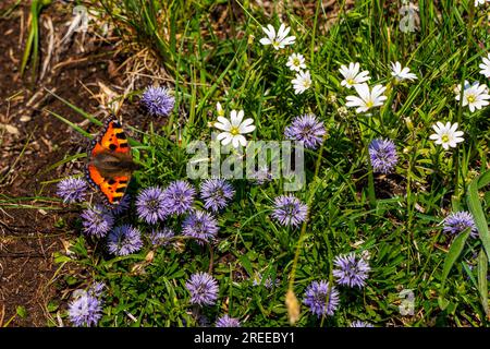 Un papillon sur la prairie de montagne dans les Alpes. Banque D'Images