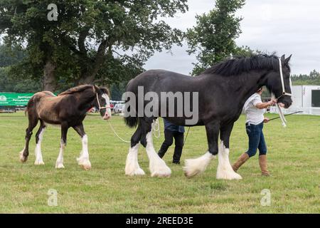 The New Forest and Hampshire County Show en Angleterre, Royaume-Uni, juillet 2023. Chevaux lourds montrés dans l'arène, une jument de cheval shire et un poulain Banque D'Images