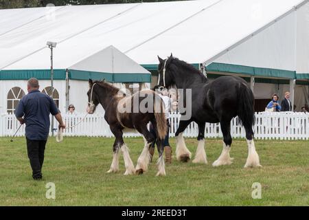 The New Forest and Hampshire County Show en Angleterre, Royaume-Uni, juillet 2023. Chevaux lourds montrés dans l'arène, une jument de cheval shire et un poulain Banque D'Images