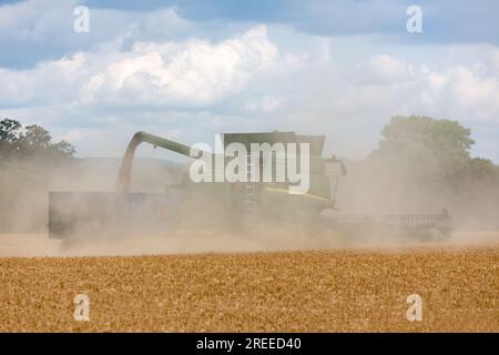 Agriculture d'été dans le sud de l'Angleterre. Moissonneuse-batteuse dans un nuage de poussière. Tracteur à peine visible chargeant le blé. Banque D'Images