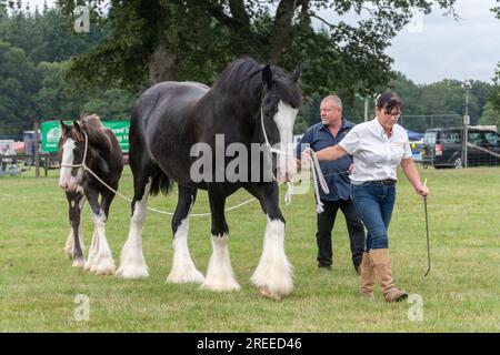 The New Forest and Hampshire County Show en Angleterre, Royaume-Uni, juillet 2023. Chevaux lourds montrés dans l'arène, une jument de cheval shire et un poulain Banque D'Images