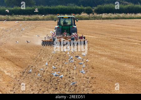 Agriculture d'été dans le sud de l'Angleterre. Troupeau de mouettes suivant une charrue. En regardant directement l'arrière et en conduisant. Banque D'Images