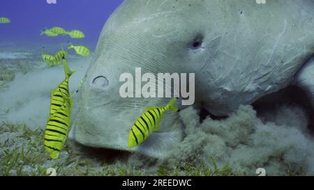 Portrait de vache marine (Dugong dugon) ou Dugong accompagné d'un banc de poissons de trevally doré (Gnathanodon speciosus) nourrissant des herbiers à ruban lisse Banque D'Images