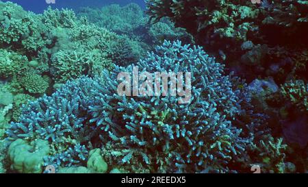 Superbes coraux bleus sur le magnifique récif dans le jardin de corail, Mer Rouge, Egypte Banque D'Images