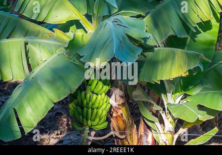 Bananes, fruit sur un bananier, Tenerife, Îles Canaries, Espagne Banque D'Images