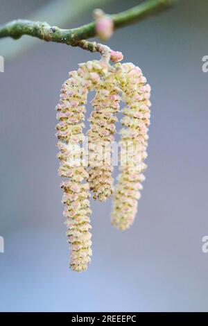 Noisette commune (Corylus avellana) mal catkins, détail, Haut-Palatinat, Bavière, Allemagne Banque D'Images