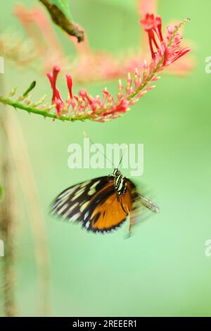 Tigre (Heliconius hecale) sur une fleur, captif, Allemagne Banque D'Images