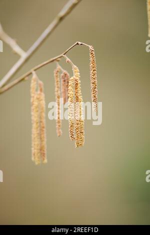 Noisette commune (Corylus avellana) mal catkins, détail, Haut-Palatinat, Bavière, Allemagne Banque D'Images