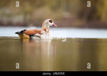 Oie égyptienne (Alopochen aegyptiaca) nageant sur un lac, Bavière, Allemagne Europe Banque D'Images