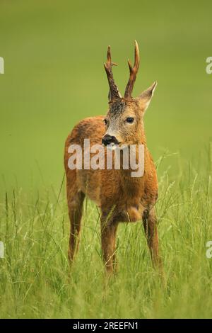 Cerf européen (Capreolus capreolus) buck en manteau d'été sur prairie, Allgaeu, Bavière, Allemagne Banque D'Images