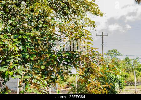 Branches Starapple Tree Banque D'Images