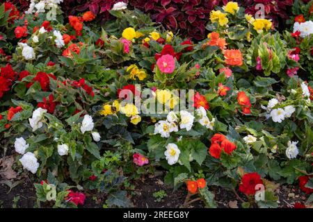 Fleurs colorées dans le parc Zrinjevac Banque D'Images