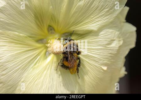 Bourdon (Bombus) dans une fleur de bocal (Alcea rosea) recouverte de pollen, Bavière, Allemagne Banque D'Images