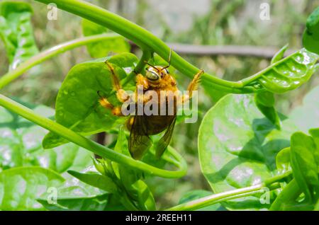 Tête de Carpenter Bee sur l'épinard de Malabar Banque D'Images