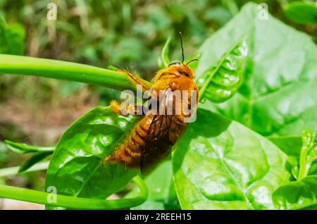 Xylocopa Sonorina Bee sur Malabar épinards en gros plan Banque D'Images