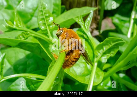Côté de Carpenter Bee sur l'épinard de Malabar Banque D'Images