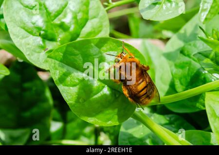 Xylocopa Sonorina Bee sur épinard de Malabar Banque D'Images