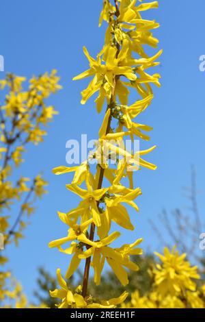 Le Bush de forsythia fleurit au printemps dans la nature. Banque D'Images