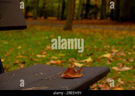 Des feuilles d'automne colorées tombent sur un banc en bois dans le parc. Vue à travers le feuillage d'automne dans la forêt. Feuilles d'arbre doré. Magnifique arbre avec des feuilles jaunes dans la forêt d'automne. Chemin parsemé de feuilles d'automne. Nature automne paysage arrière-plan Banque D'Images