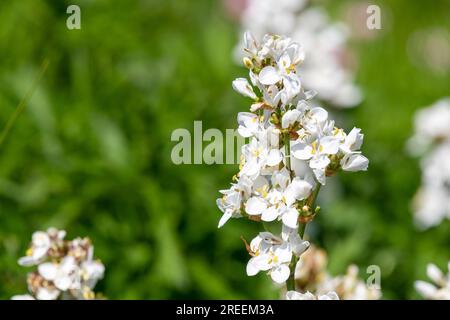 Gros plan d'une fleur de grandiflora libertia en fleur Banque D'Images